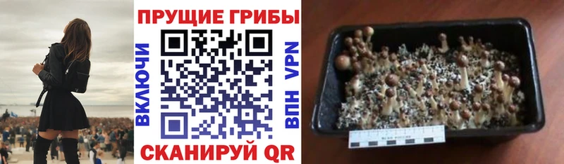 наркошоп Балей Галлюциногенные грибы Cubensis